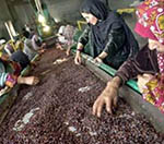 مقام‌ها: امسال ۲۴ هزار تُن کشمش به خارج صادرشده است